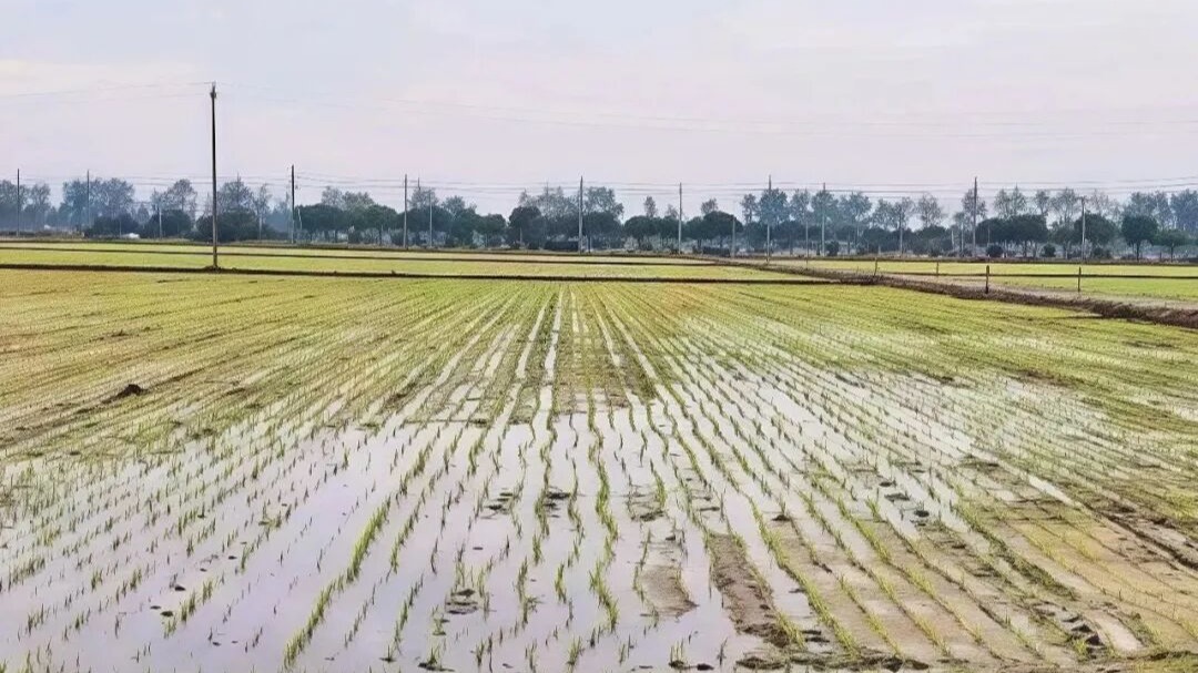 以稻养地 沃土提质 | 滨控数智农文旅推进九一丘土壤改良项目